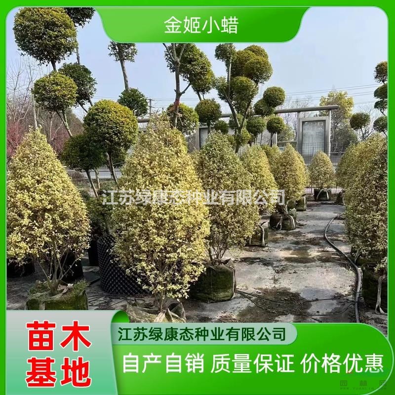供應(yīng)高度200厘米金姬小蠟 金姬小蠟樹(shù) 金姬小蠟袋苗 金姬小蠟自產(chǎn)自銷(xiāo)