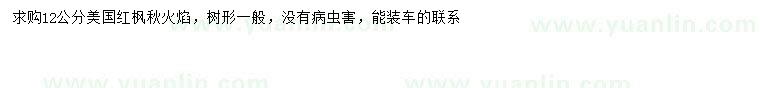 求購12公分美國紅楓秋火焰