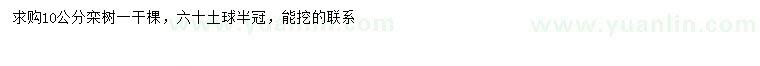 求購10公分欒樹
