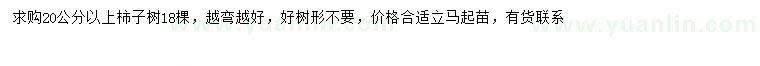 求購20公分以上柿子樹