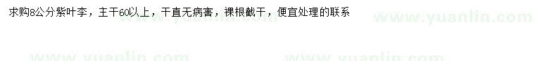 求購8公分紫葉李