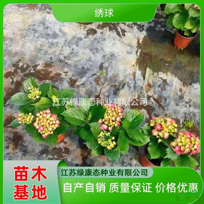優(yōu)質(zhì)特價高度30厘米繡球產(chǎn)地直銷 公園綠化繡球花 繡球小區(qū)綠化
