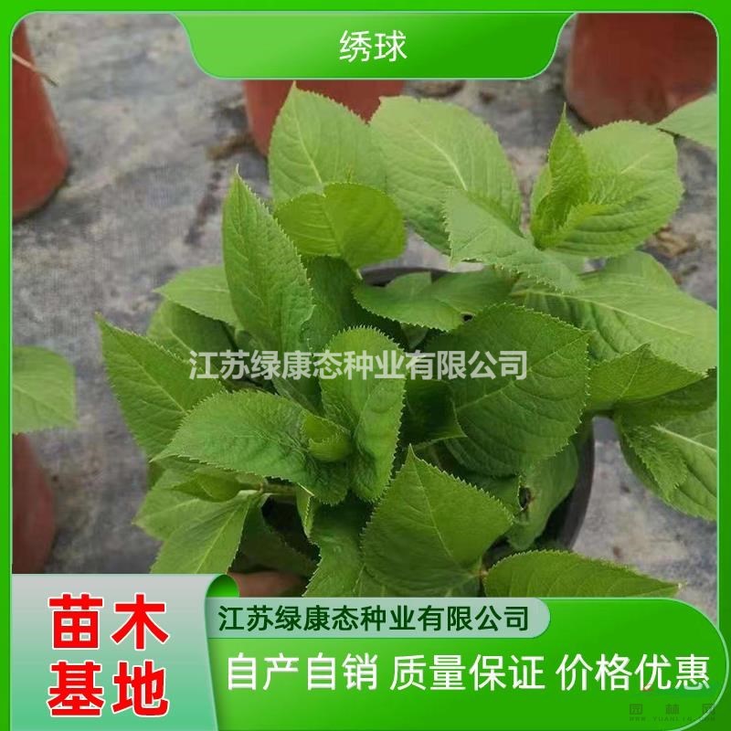 供應(yīng)高度30厘米繡球 繡球花盆栽 繡球哪里便宜 繡球花哪里有賣(mài)