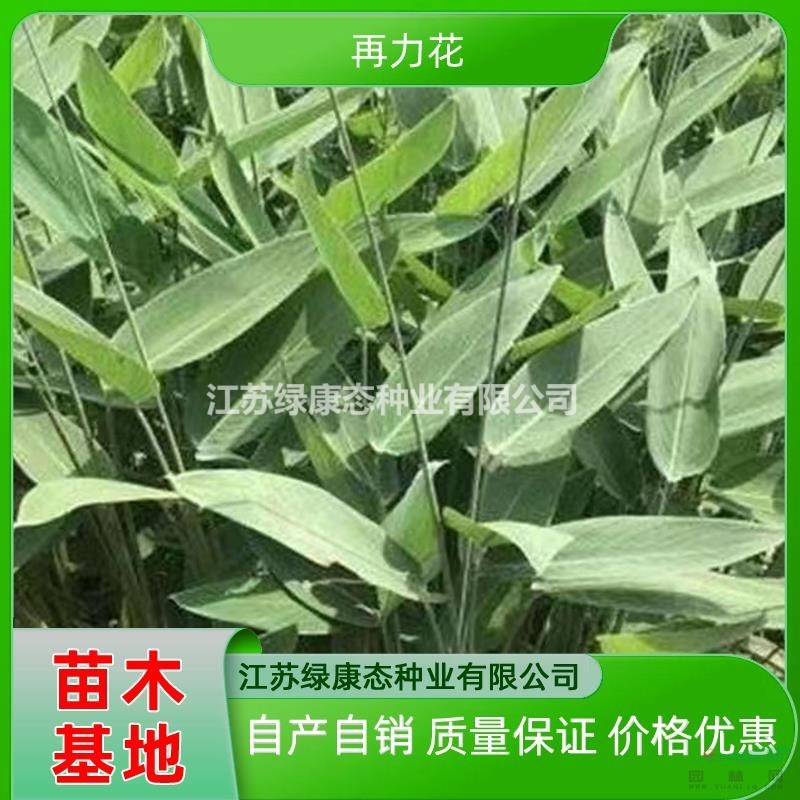 水景綠化再力花 水上工程綠化再力花 生態(tài)水生植物凈化水質(zhì)再力花