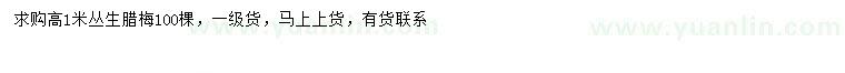求購高1米叢生臘梅