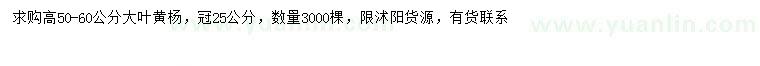 求購高50-60公分大葉黃楊