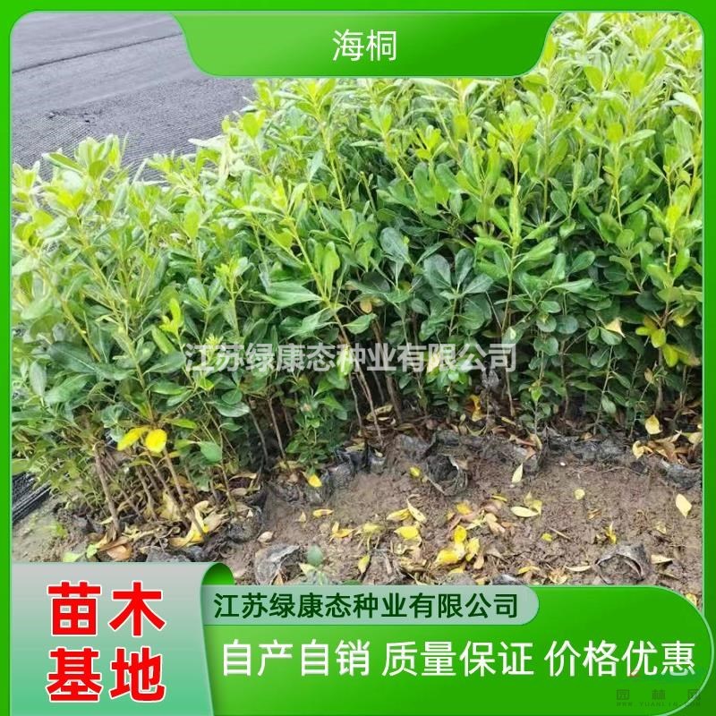 供應(yīng)高度38厘米海桐 海桐小杯苗 海桐杯苗 海桐綠化苗木批發(fā)