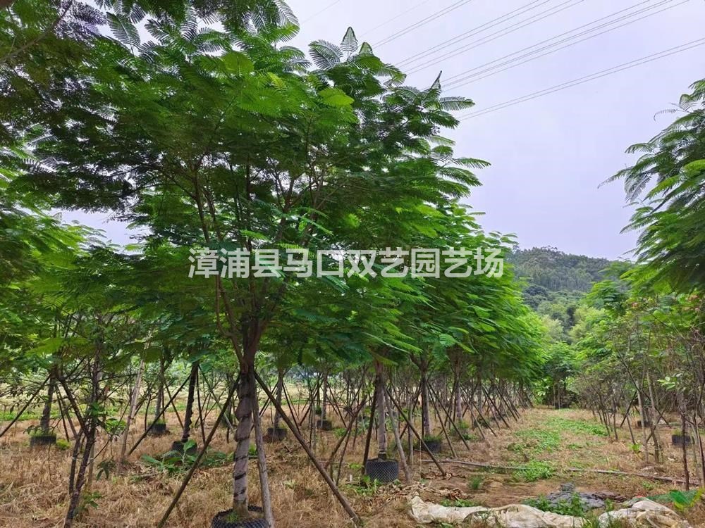 福建漳州鳳凰木哪里好/哪家便宜