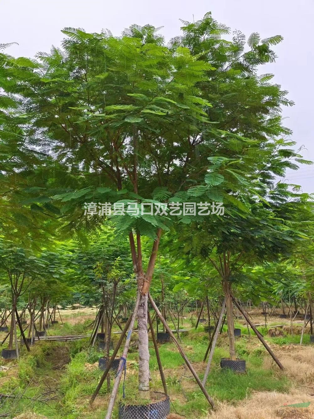 福建漳州鳳凰木哪里好/哪家便宜