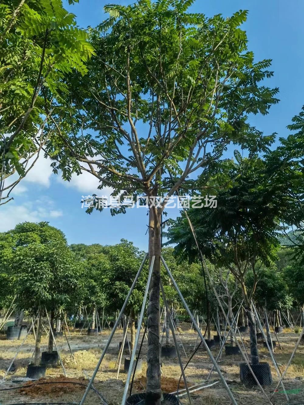 福建麻楝價格優(yōu)惠/福建漳州麻楝低價銷售