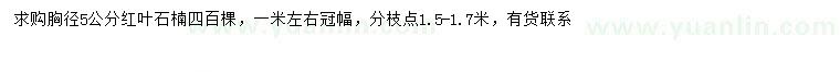 求購胸徑5公分紅葉石楠