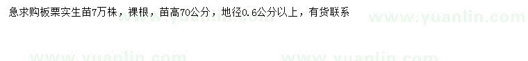 求購高70公分板栗