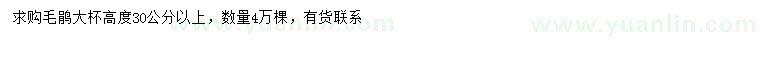 求購高30公分以上毛鵑