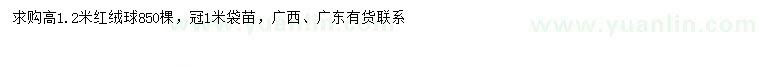 求購(gòu)高1.2米紅絨球