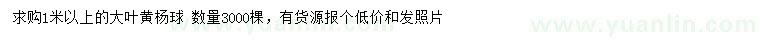 求購1米以上大葉黃楊球