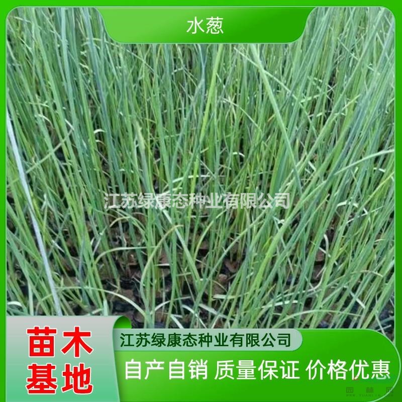 供應(yīng)高度50厘米花葉水蔥 花葉水蔥小杯苗 花葉水蔥小苗 挺水植物花葉水蔥