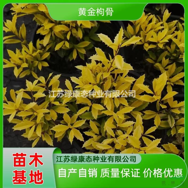供應(yīng)高度50公分黃金枸骨小苗 黃金枸骨杯苗 黃金枸骨盆栽