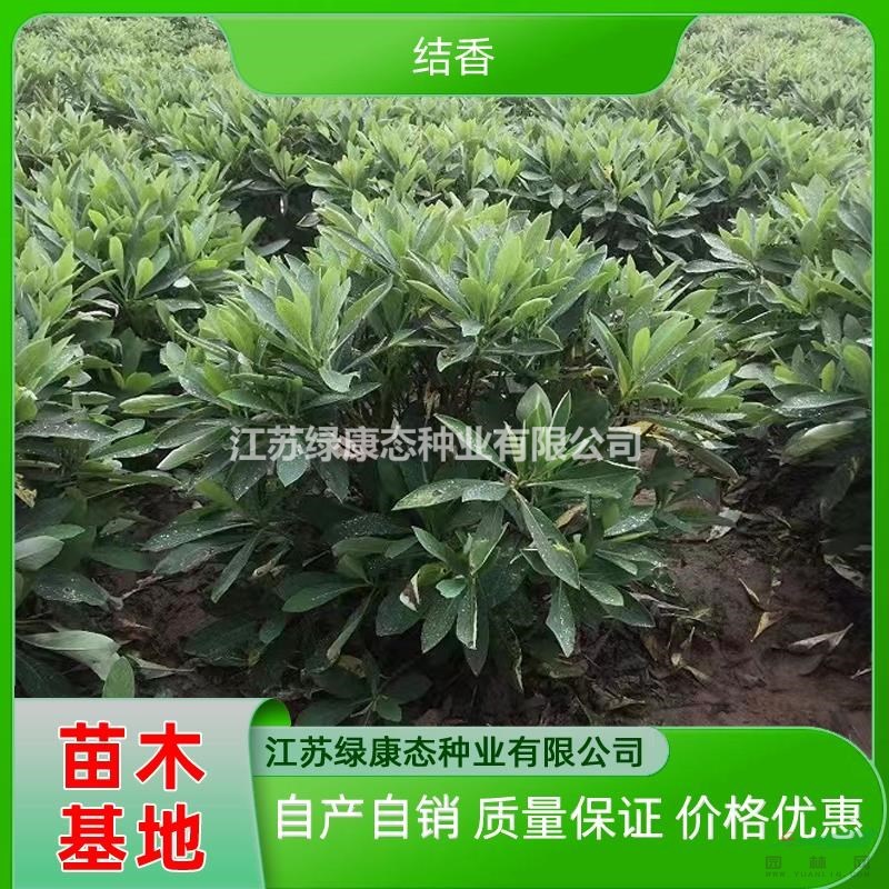 優(yōu)質(zhì)特價高度50厘米結(jié)香產(chǎn)地直銷 結(jié)香價格便宜 采購結(jié)香到江蘇綠康態(tài)