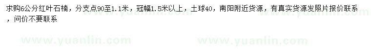求購6公分紅葉石楠