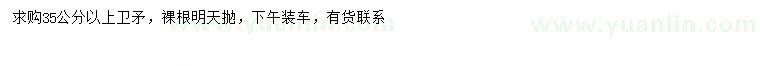 求購35公分以上衛(wèi)矛