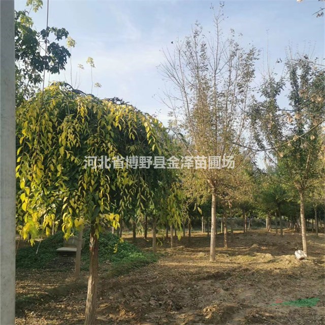 保定6公分金葉垂榆價格 保定金葉垂榆產(chǎn)地