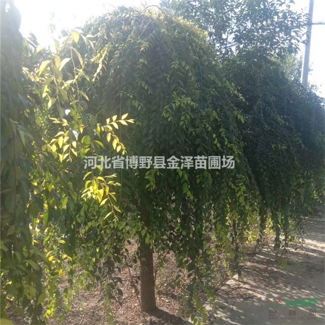 保定6公分金葉垂榆價格 保定金葉垂榆產(chǎn)地