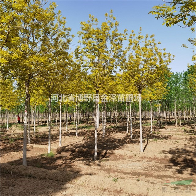保定金葉白蠟報(bào)價(jià) 河北出售金葉白蠟