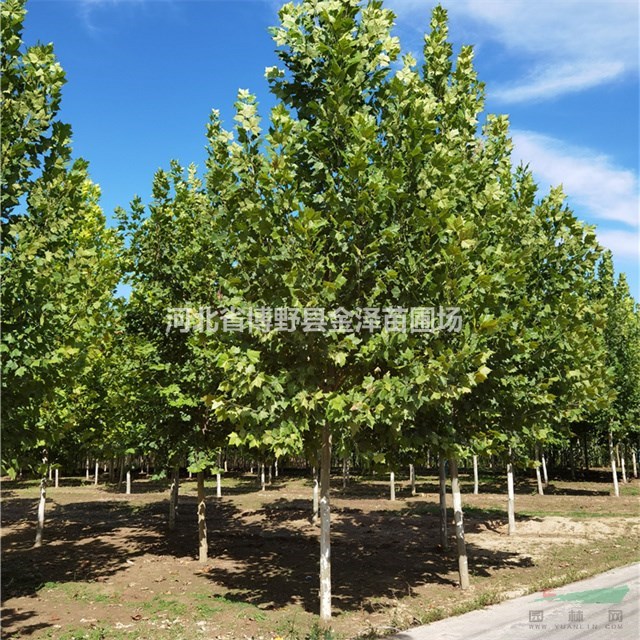 保定法桐廠家 保定供應(yīng)法桐