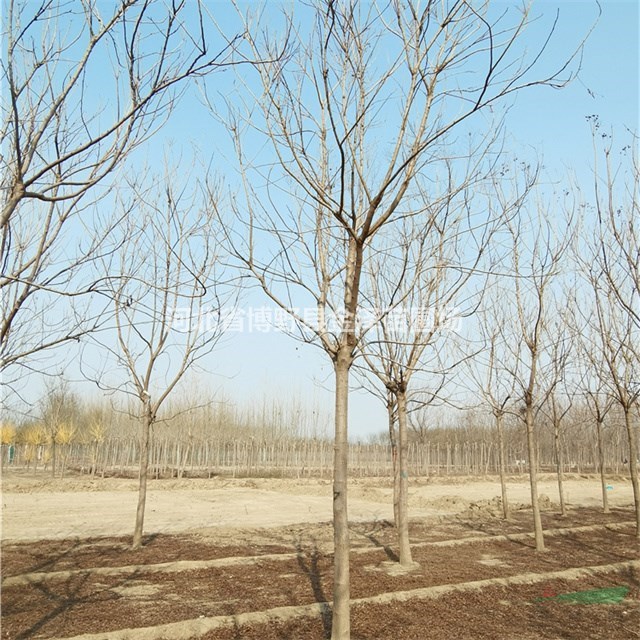河北供應欒樹 保定出售欒樹