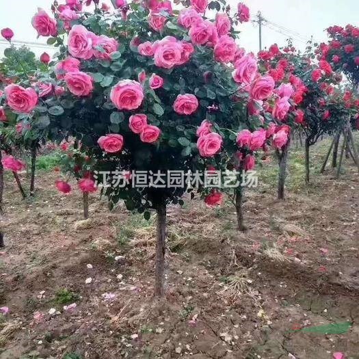 樹(shù)樁月季/高桿月季