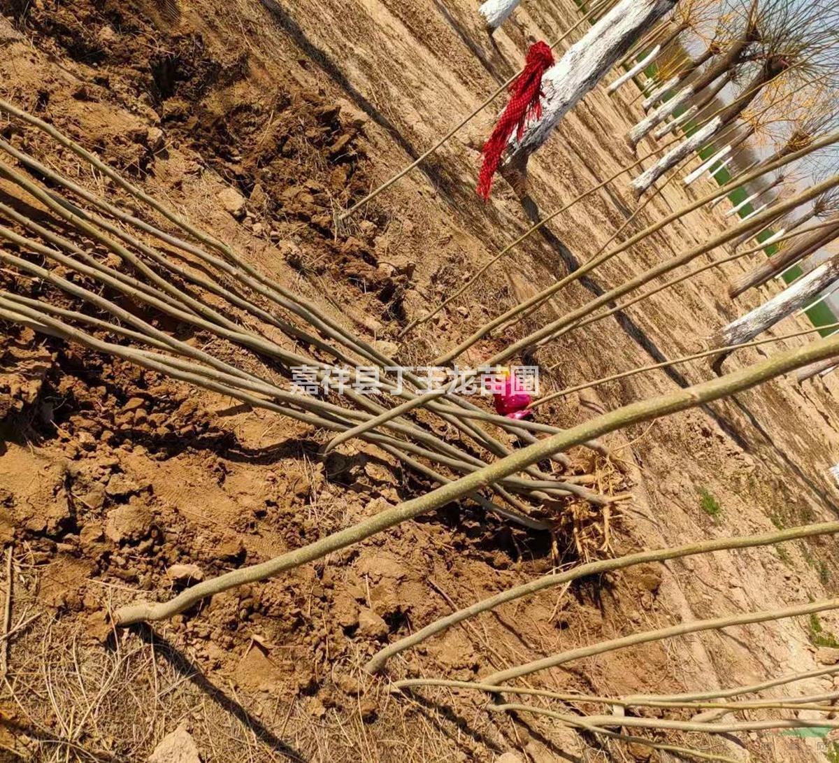 觀賞喬木合歡樹(shù) 庭院植物合歡樹(shù)批發(fā)