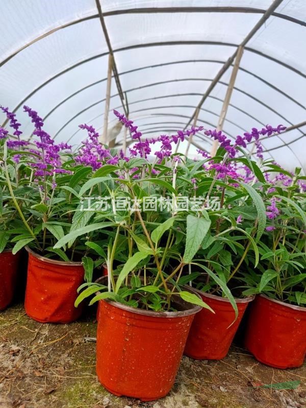 大量鼠尾草 報春 新幾內(nèi)亞鳳仙 顏色齊全價格低