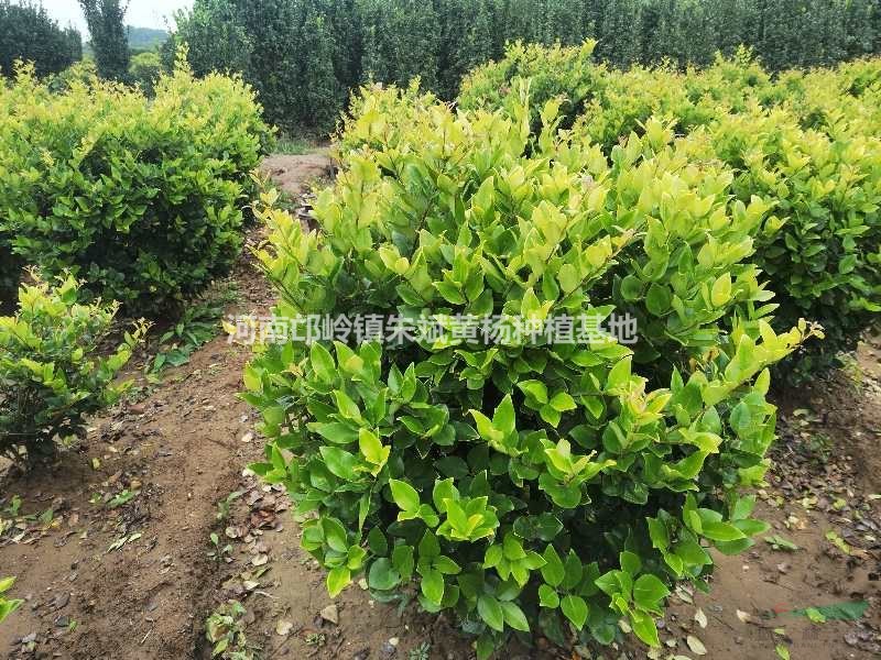 邙嶺鎮(zhèn)大量供應(yīng)黃土綠化黃楊毛球