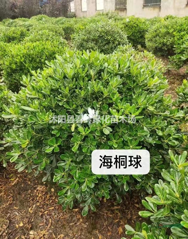海桐球價(jià)格_海桐球圖片_海桐球產(chǎn)地_海桐球產(chǎn)地
