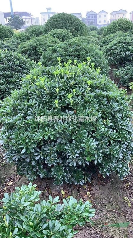 海桐球價(jià)格_海桐球圖片_海桐球產(chǎn)地_海桐球產(chǎn)地