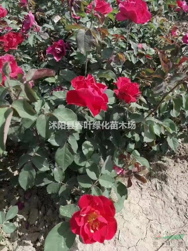 紅帽月季價(jià)格_紅帽月季圖片_紅帽月季產(chǎn)地_紅帽月季基地