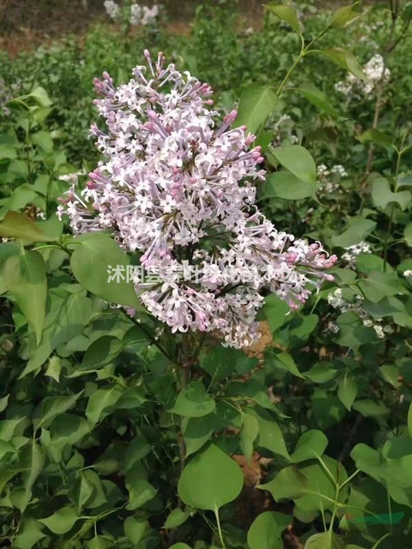 叢生丁香價(jià)格_叢生丁香圖片_叢生丁香產(chǎn)地_叢生丁香基地