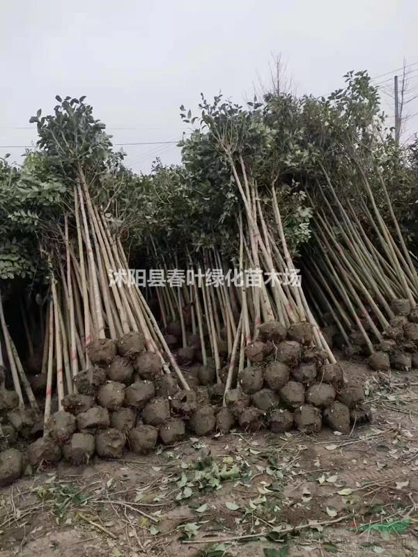 大叶女贞价格_大叶女贞图片_大叶女贞产地_大叶女贞基地