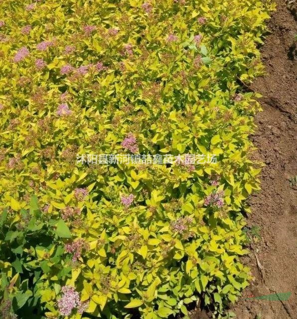 李葉繡線菊、三裂繡線菊、金焰繡線菊、紅花繡線菊