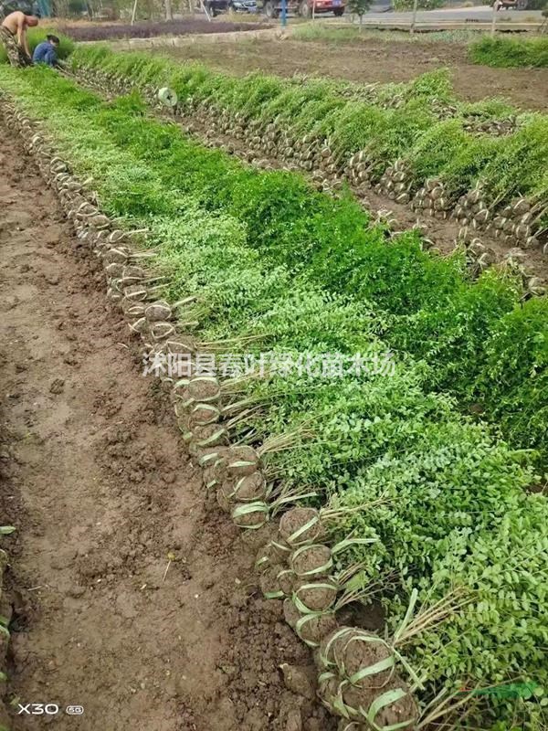 小葉女貞毛球價格_小葉女貞毛球圖片_小葉女貞毛球產(chǎn)地_小葉女貞毛球基地