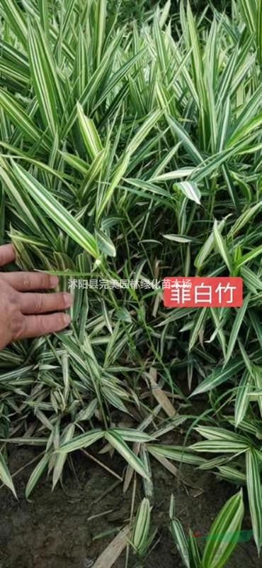 菲白竹 菲白竹价格  菲白竹基地