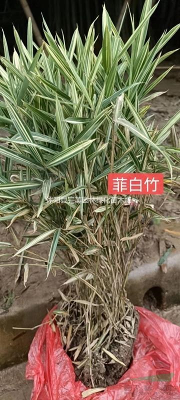 菲白竹 菲白竹价格  菲白竹基地