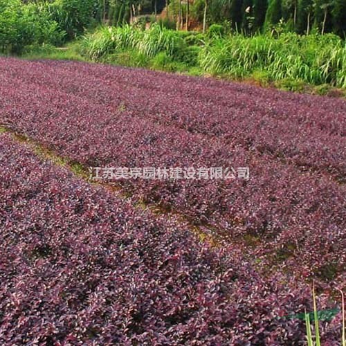 大量供應(yīng)紅花繼木  紅花繼木基地