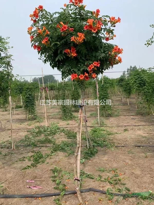 大量供凌霄 凌霄基地