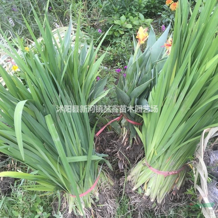 菖蒲直銷(xiāo)--花菖蒲、石菖蒲量大價(jià)優(yōu)