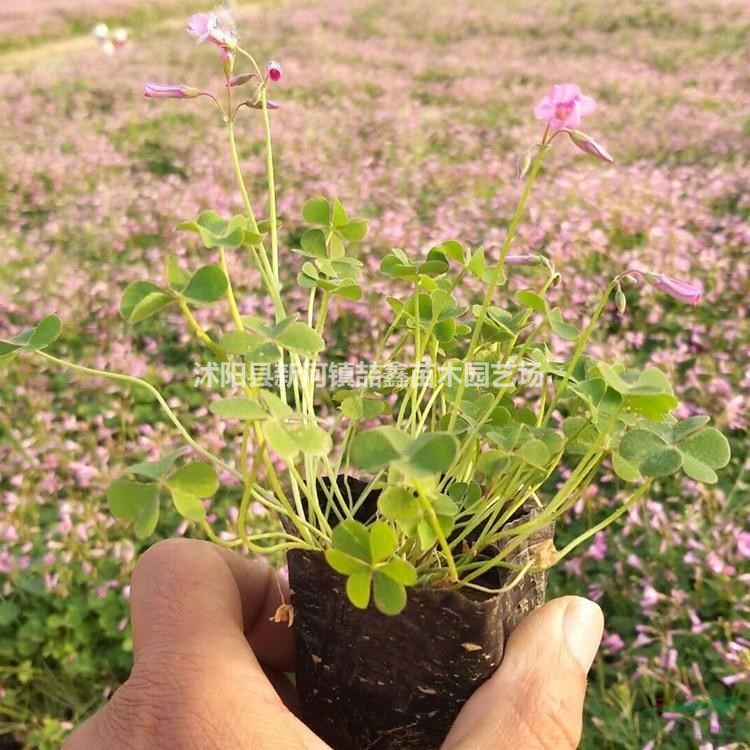 紅花醡漿草基地現(xiàn)貨批發(fā)