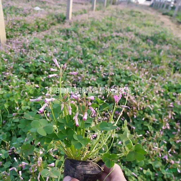 紅花醡漿草基地現(xiàn)貨批發(fā)