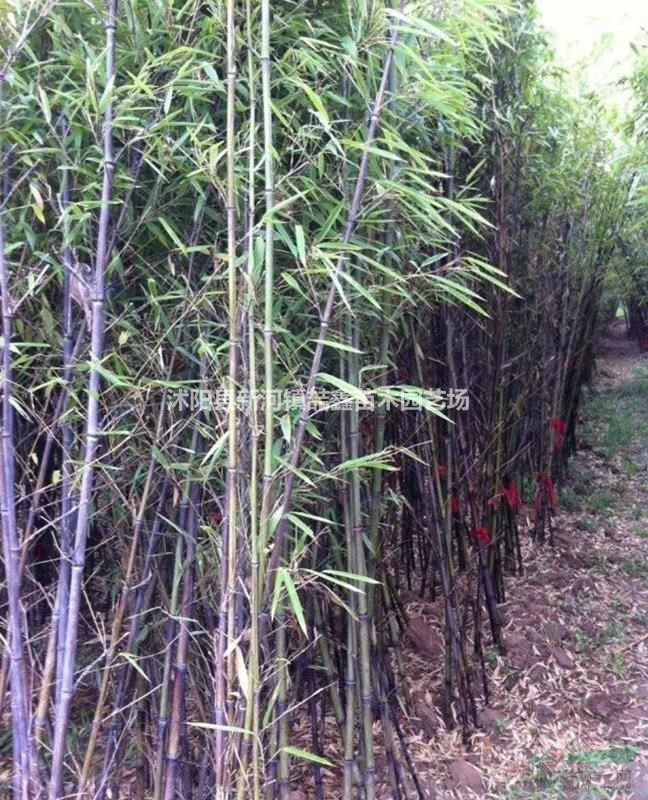 四季竹、青竹、雷竹、黄竹、紫竹低价出售