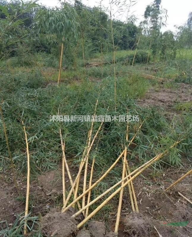 四季竹、青竹、雷竹、黄竹、紫竹低价出售