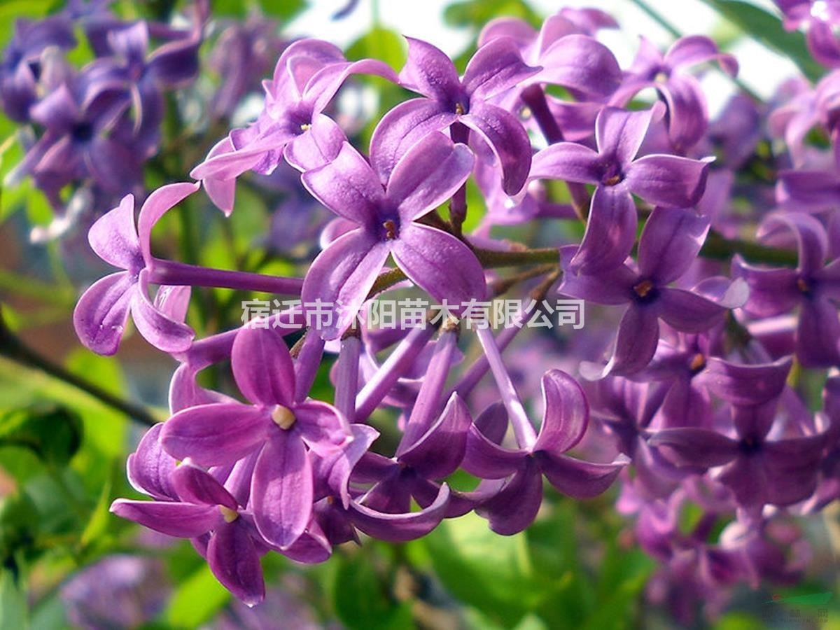 大量供應紫丁香 紫丁香基地